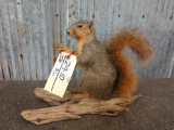 Full Body Mount Squirrel On Driftwood