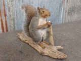 Grey Squirrel Full Body Mount