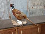 Full Body Mount Ringneck Pheasant On Driftwood