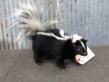 Full Body Mount Skunk