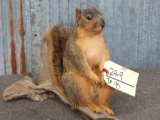 Full Body Mount Red Squirrel On Driftwood Base