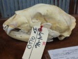 Brown bear skull from the Milwaukee zoo