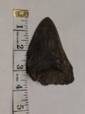 Fossilized Prehistoric Megalodon Shark Tooth 3.6 - 23 Million Years Old !