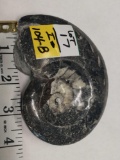 Nice Size Ammonite Fossil Morocco