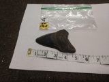Prehistoric Megalodon Shark Tooth