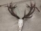 Big 400 class Red Stag antlers on skull