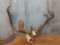 Caribou antlers in velvet on skull