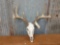 Wild 4x4 Whitetail rack on skull