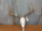 4x4 Whitetail Rack On Skull