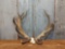 300 Class Red Stag Antlers On Skull Plate