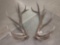 Nice Set Of Elk Sheds 8x7 28lbs