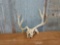 Freak mule deer rack on skull