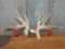 Heavy 6 x 7 Whitetail sheds