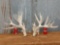 Big 4 x 5 Whitetail sheds