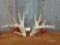 Heavy Mass 6 x 5 Whitetail sheds