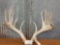 Mainframe 6 x 5 mounted Whitetail sheds