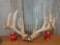 Main Frame 5x5 Whitetail Rack On Skull Plate