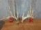Nice typical 6 x 6 Whitetail sheds