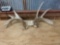 Set of Whitetail Sheds