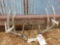 4x4 Whitetail Rack On Skull Plate