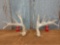 Mainframe 6 x 6 Whitetail sheds