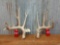 6 x 5 Whitetail sheds
