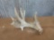 Heavy Mass Whitetail Shed