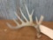 Mainframe six-point Canadian Whitetail shed