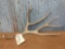 7 point Canadian mule deer shed