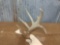 nice 5pt Canadian Whitetail shed W/ Droptine