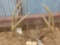 Nice 4x4 Wild Illinois Whitetail Rack Tall Tines