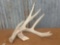 Mainframe 4 point Whitetail shed