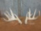 6X 4 Whitetail sheds