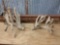 Huge Set of Whitetail Sheds