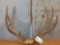 Nice 5x5 mule deer rack on skull plate