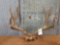 Nice 5x 5 mule deer rack on Skull Plate