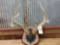 Wild 4x4 Whitetail Rack On Plaque