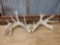 Heavy Mass Whitetail Sheds