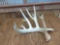 5 Point Whitetail Shed