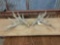 Main Frame 5x5 Whitetail Sheds