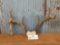 Cool 3x3 Whitetail Rack On Skull Plate