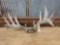 Main Frame 6x5 Whitetail Rack On Skull Plate