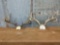 2 Whitetail Racks On Skull Plate