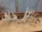 300 Class Whitetail Sheds