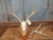 Nice 4x4 Whitetail On Skull