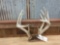 Main Frame 4x5 Whitetail Rack on Skull Plate