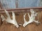 Big Heavy 230 Class Whitetail Sheds