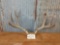 5x5 Mule Deer Rack On Skull Plate
