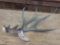 Nice Single Mule Deer Shed