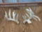 Gnarly Set Of Whitetail Sheds